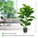 2-Pack Artificial Fiddle Leaf Fig Tree by DirectDeals