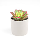 Aeonium Kiwi Haworthii