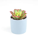 Aeonium Kiwi Haworthii