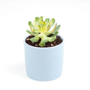 Aeonium Suncup Variegata