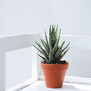 2.5'' Terracotta Pot