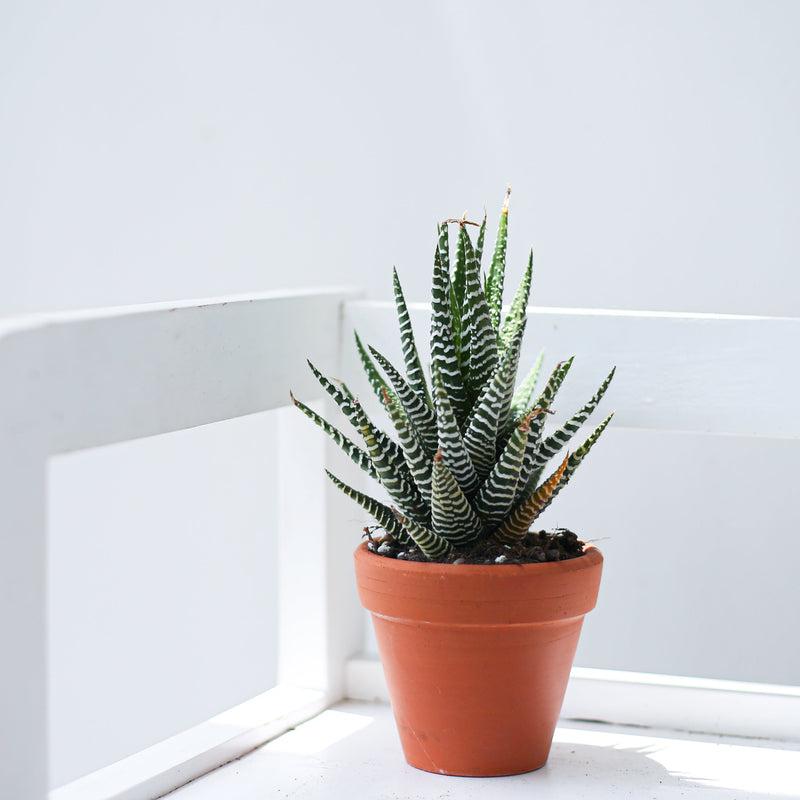 2.5'' Terracotta Pot