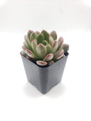 #20 Sedeveria Bashful