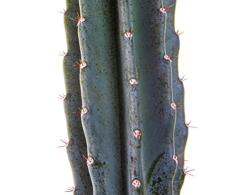 Peruvian Apple Cactus