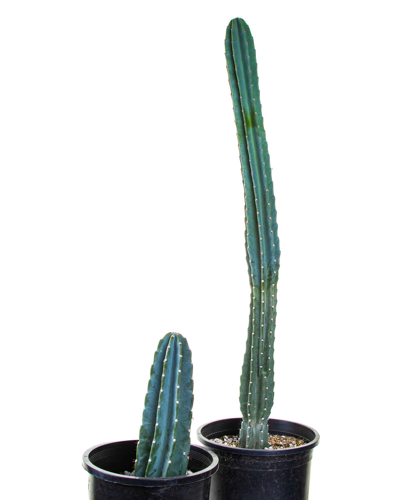 Peruvian Apple Cactus
