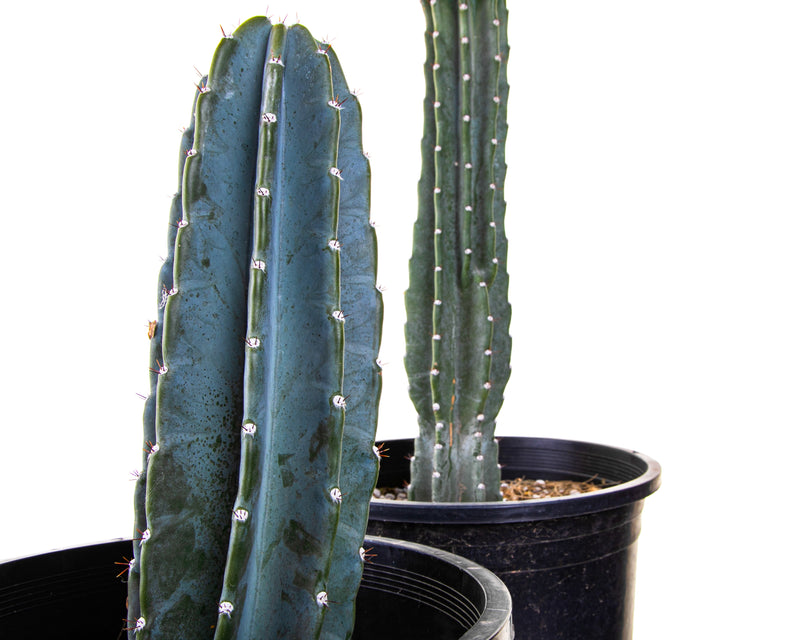 Peruvian Apple Cactus
