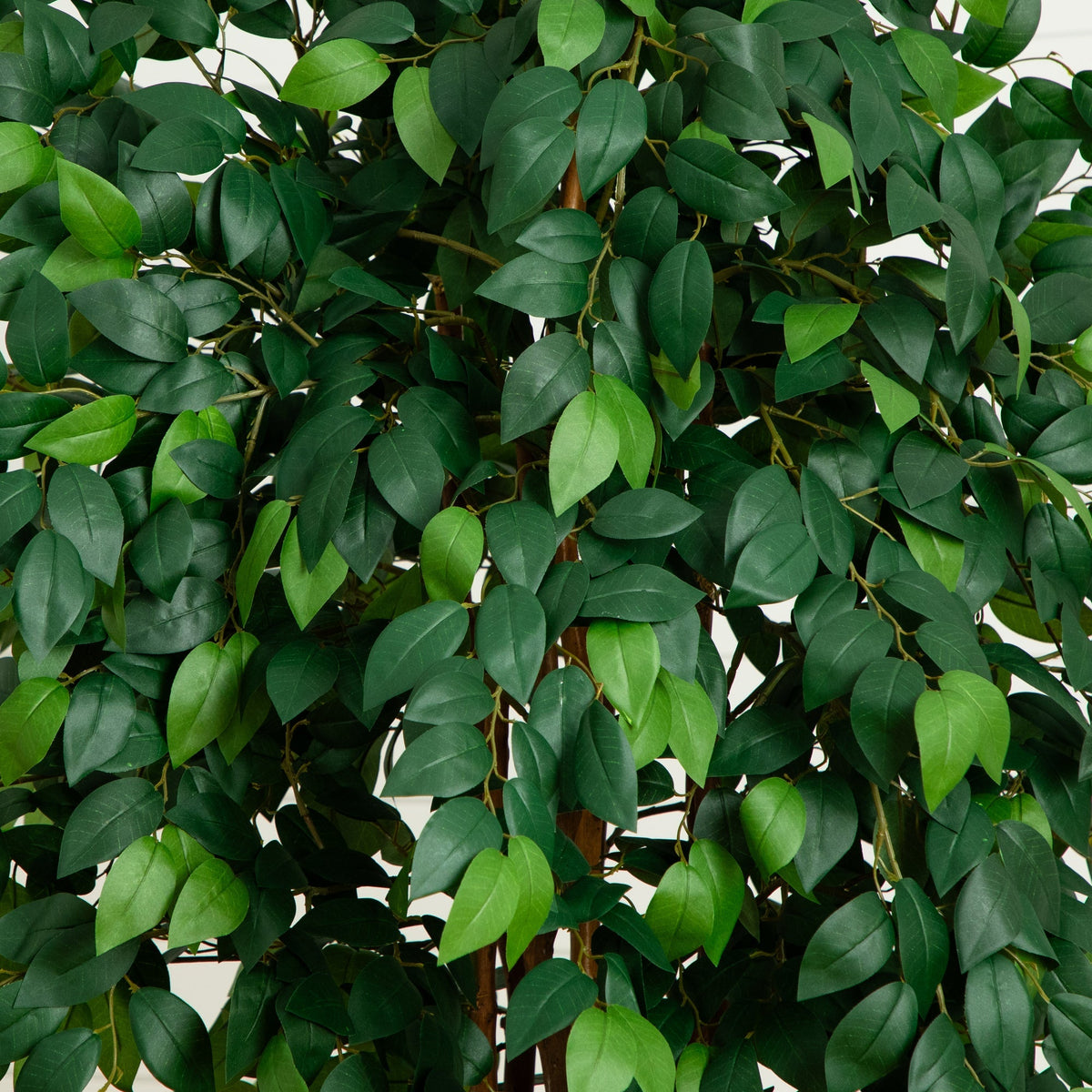 7’ Sakaki Silk Tree, photo 2 of 5