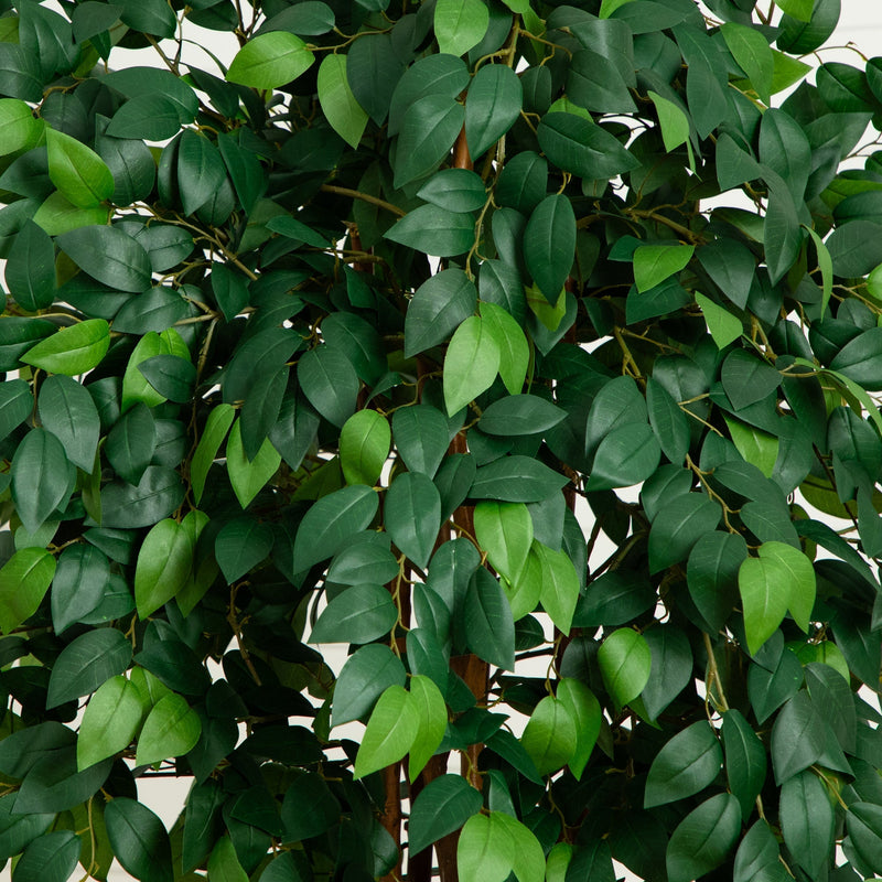 7’ Sakaki Silk Tree, photo 2 of 5