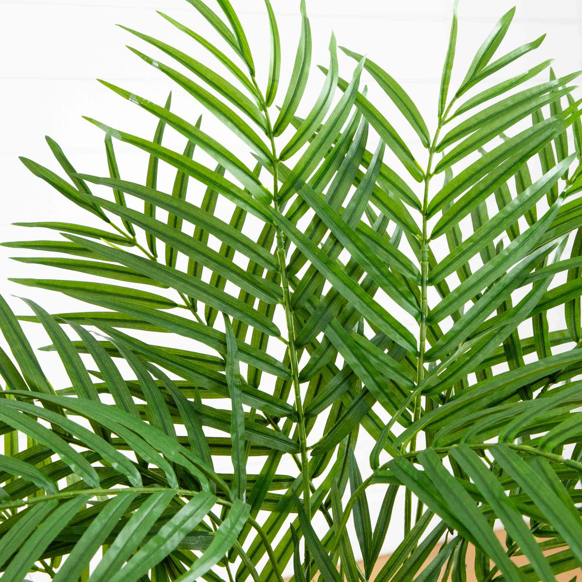 3' Areca Silk Palm Tree, photo 2 of 7