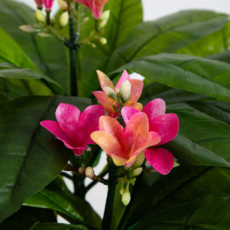 5' Plumeria Tree UV Resistant (Indoor/Outdoor), photo 3 of 6