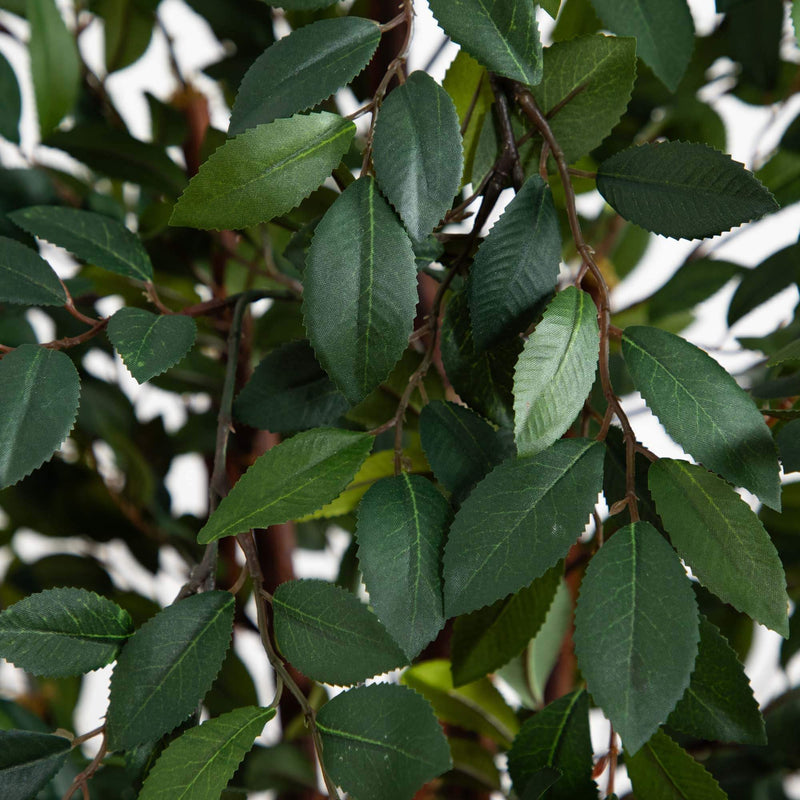 4' Ruscus Silk Tree