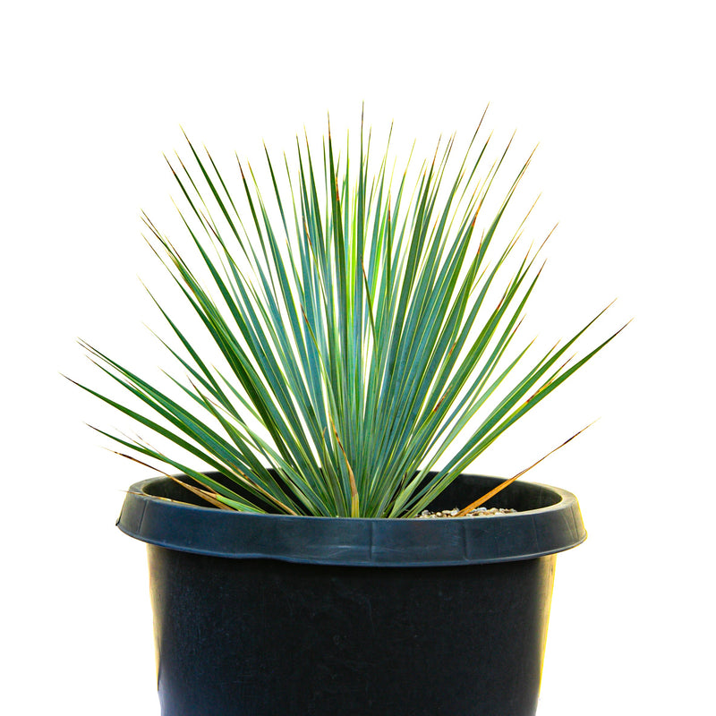 Yucca Rostrata