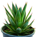 Agave 'Blue Glow'