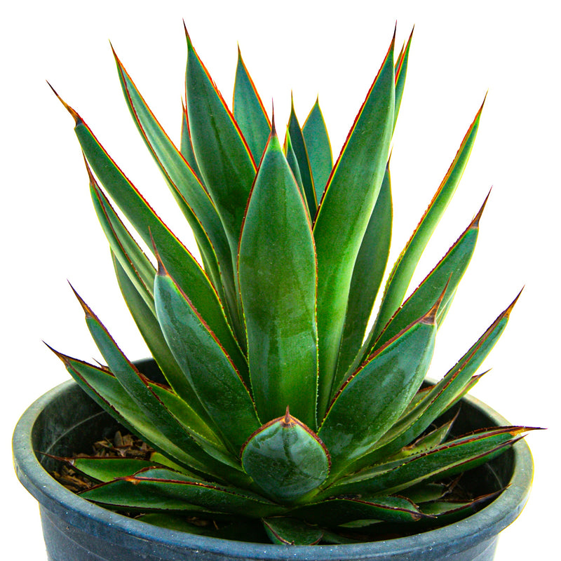 Agave 'Blue Glow'
