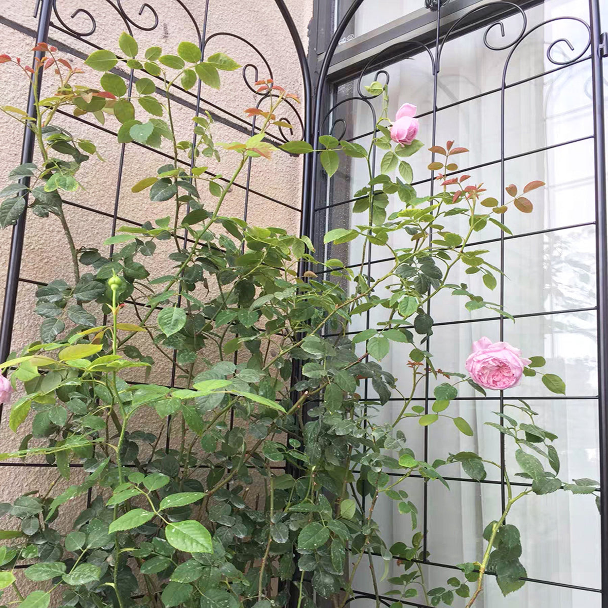 4 Pack Metal Garden Trellis for Climbing Plants, photo 10 of 10