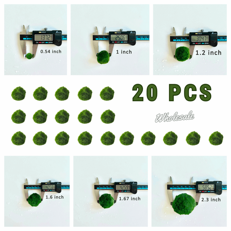 Marimo Moss Balls For Aquarium 3 Month 0.5-0.8cm Marimo Moss Balls: 5/10/20/50PCS Kokedama Japanese Algae Ball Wholesale