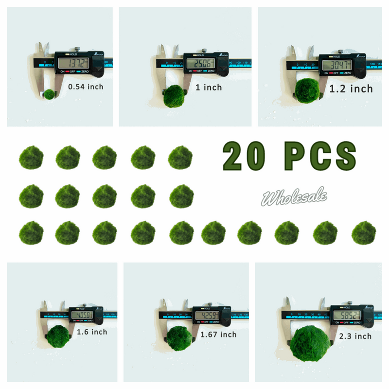 Marimo Moss Balls For Aquarium 2-3 Year 3-4cm Moss Balls: 5/10/20/50PCS Kokedama Japanese Algae Ball Wholesale