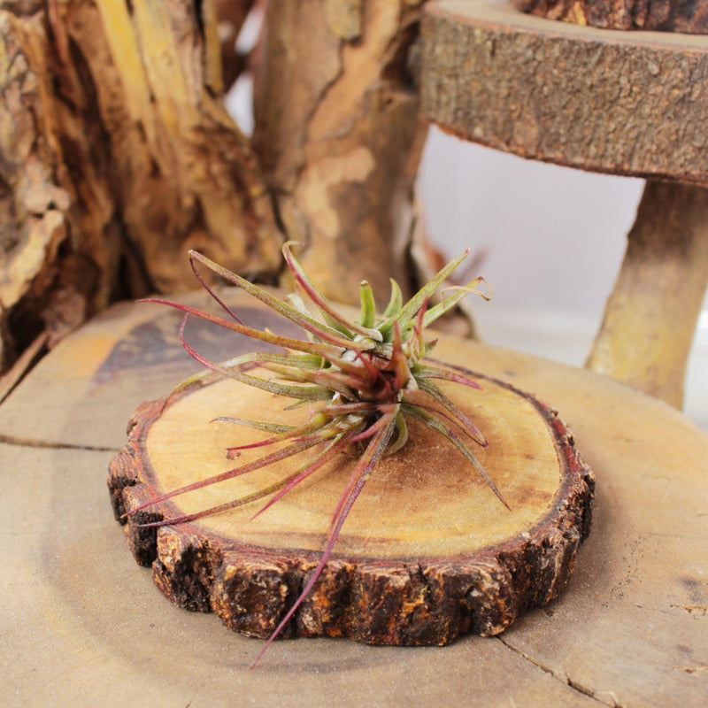 Tillandsia Ionantha Fuego