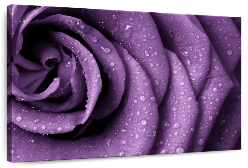 Dewy Violet Rose Wall Art