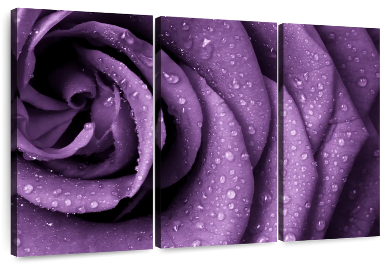 Dewy Violet Rose Wall Art