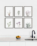 Green lavender plant