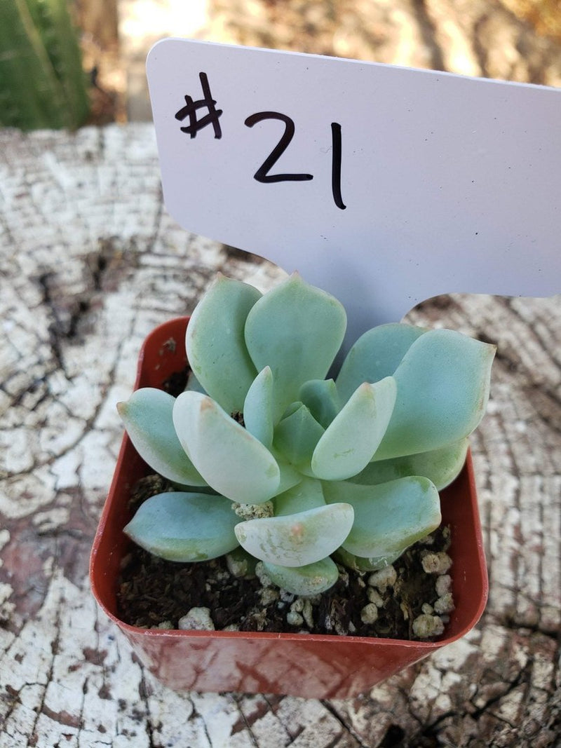 #21 Graptoveria Moonglow