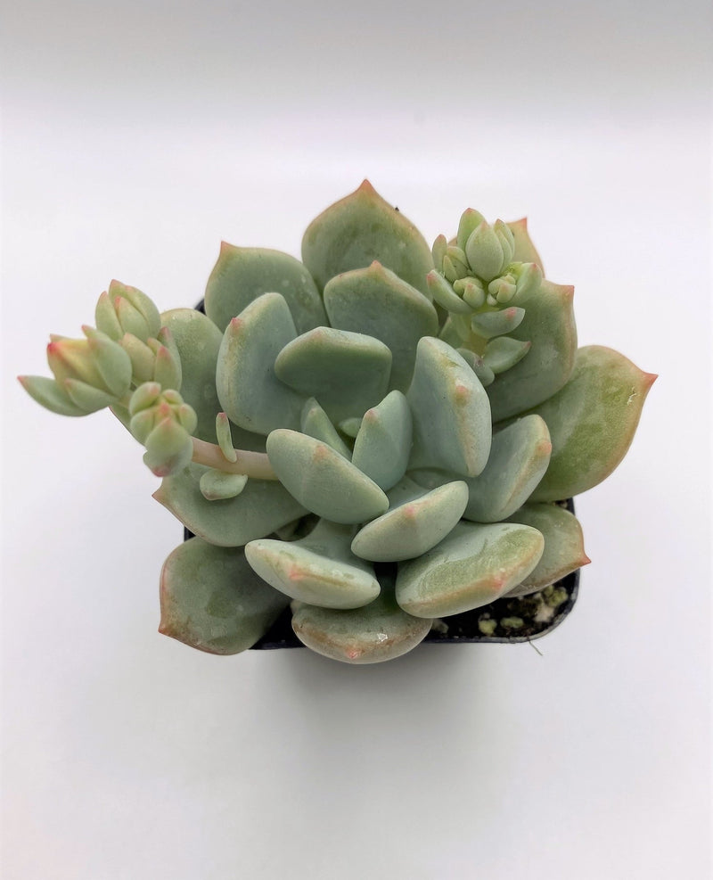 #21 Graptoveria Moonglow