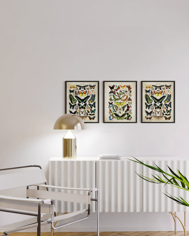 Adolphe millot butterfly set