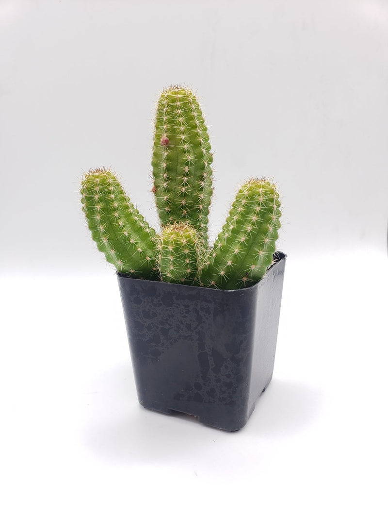 #21C Peanut Cactus 2"