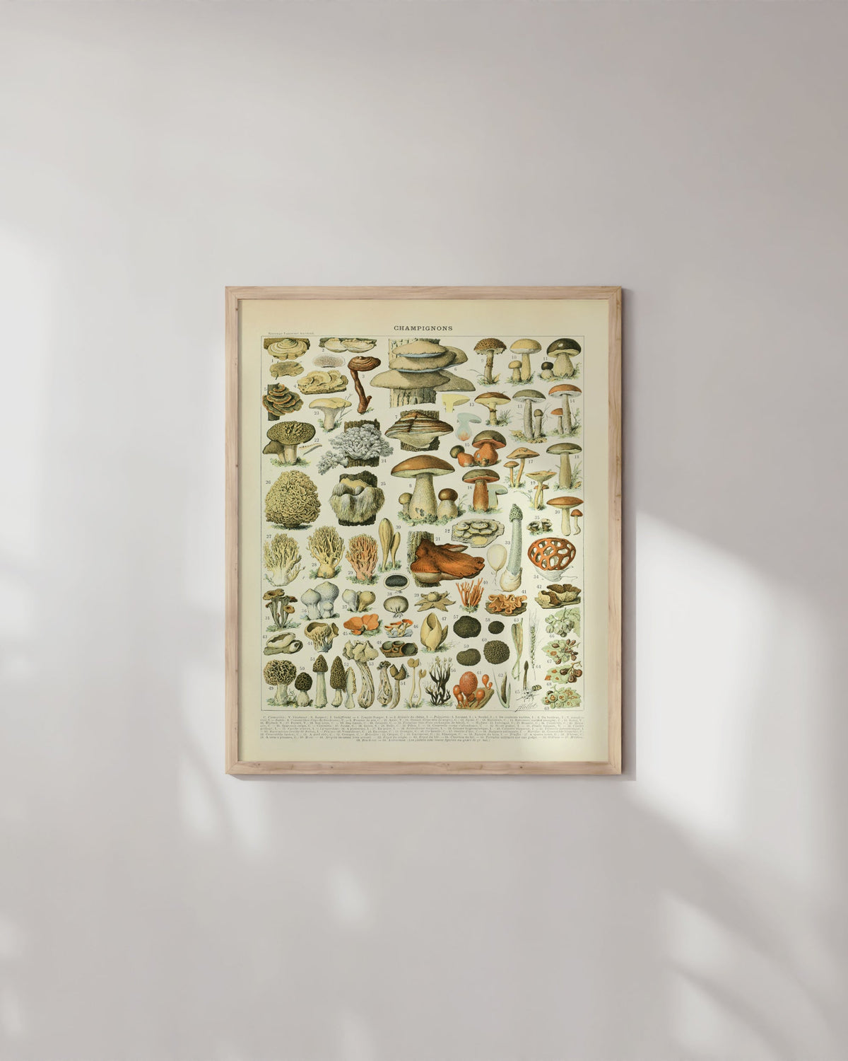 Adolphe millot mushrooms, photo 4 of 5