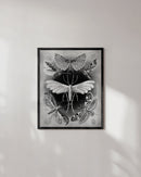 Moths by ernst haeckel