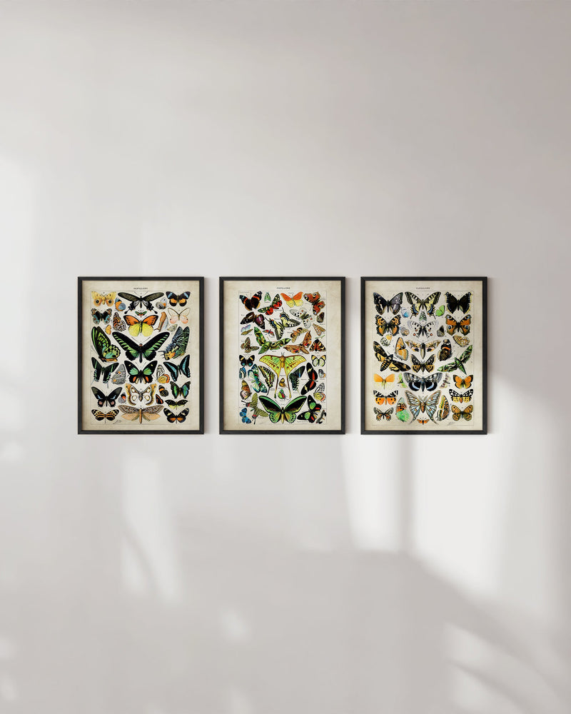 Adolphe millot butterfly set