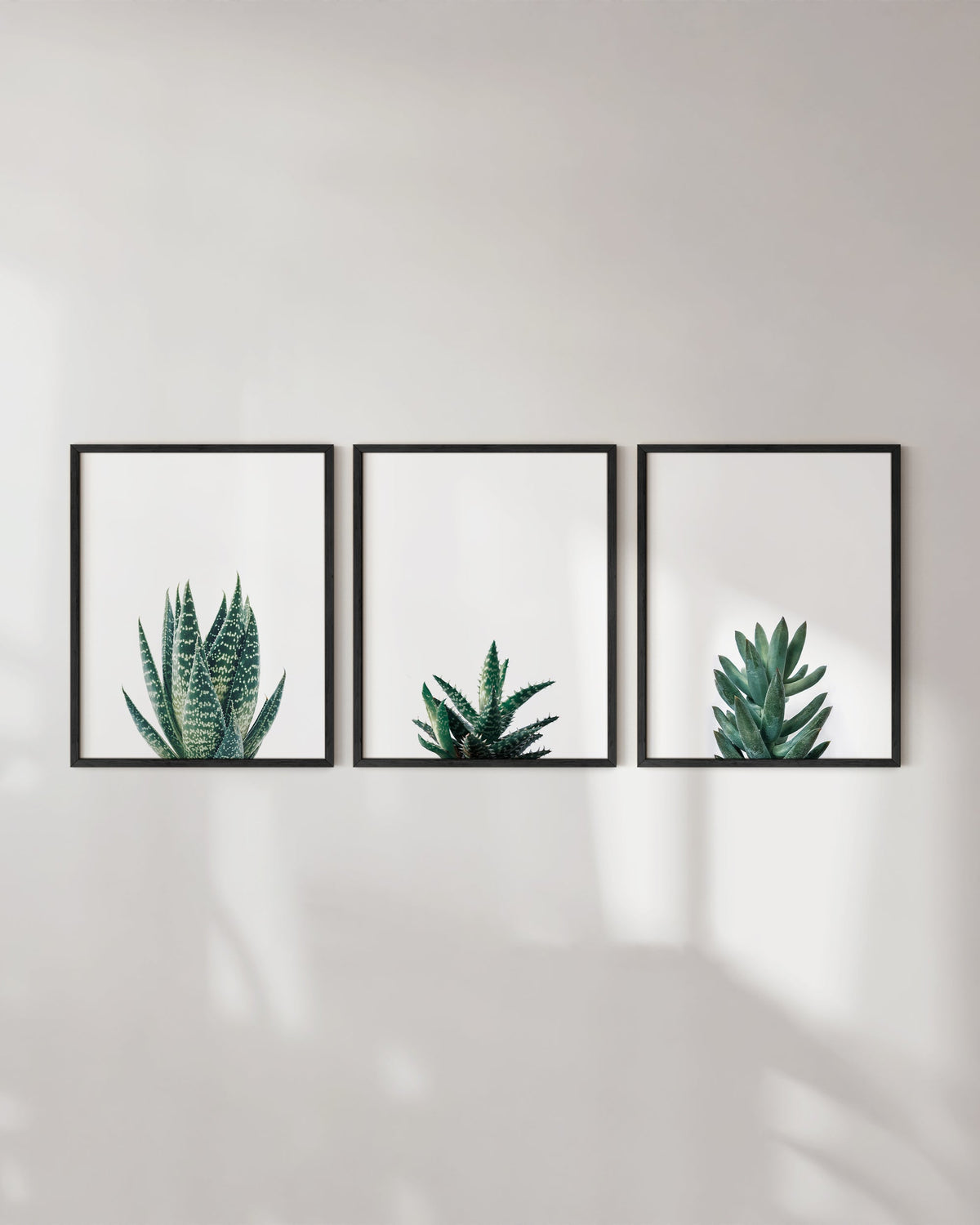 Succulent plants, photo 4 of 4
