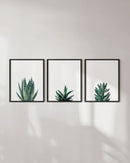 Succulent plants