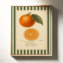 Vintage Orange Slice Botanical Study