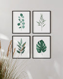 Botanical illustration