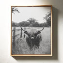 Highland Gaze in Black and White