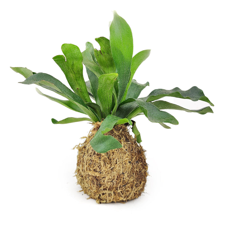 4" Kokedama