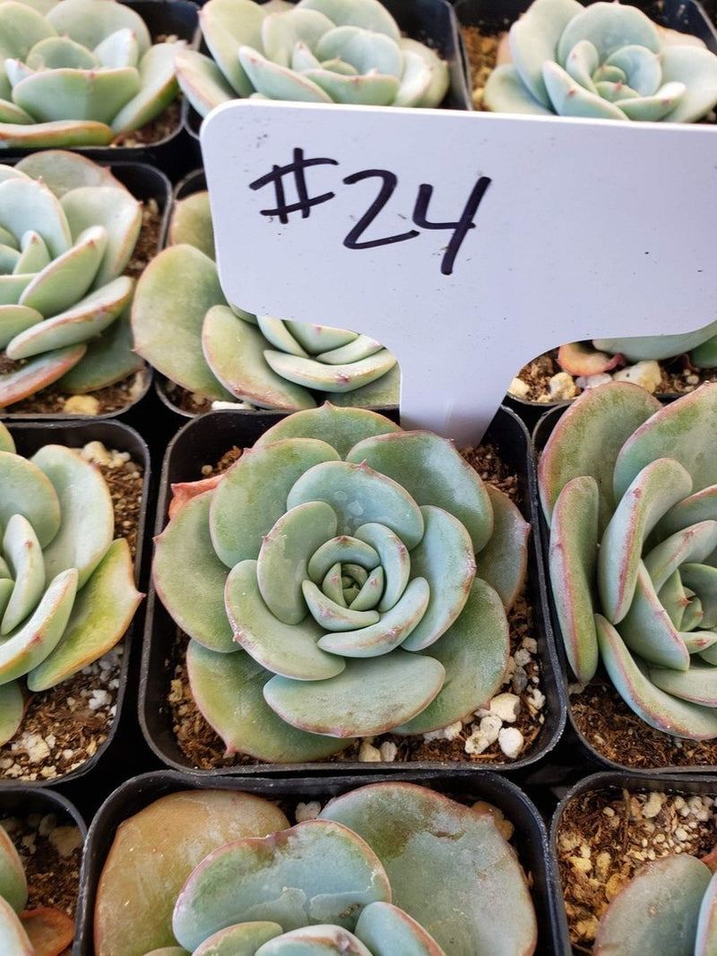 #24 Echeveria hybrid