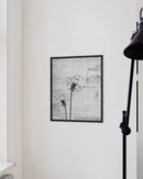 Gray dandelion