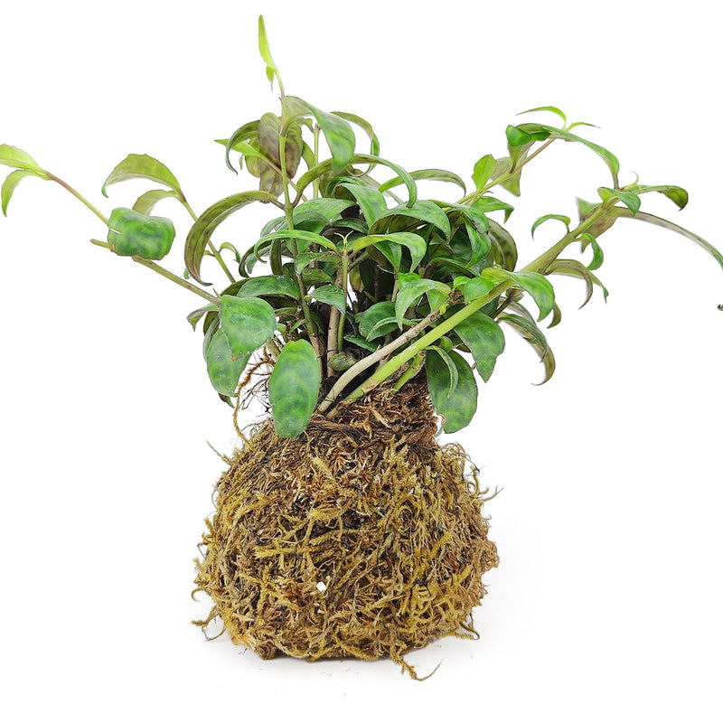 4" Kokedama