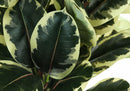 47" Tall Artificial Oak Tree Indoor Faux Plant by HouseOfZazla