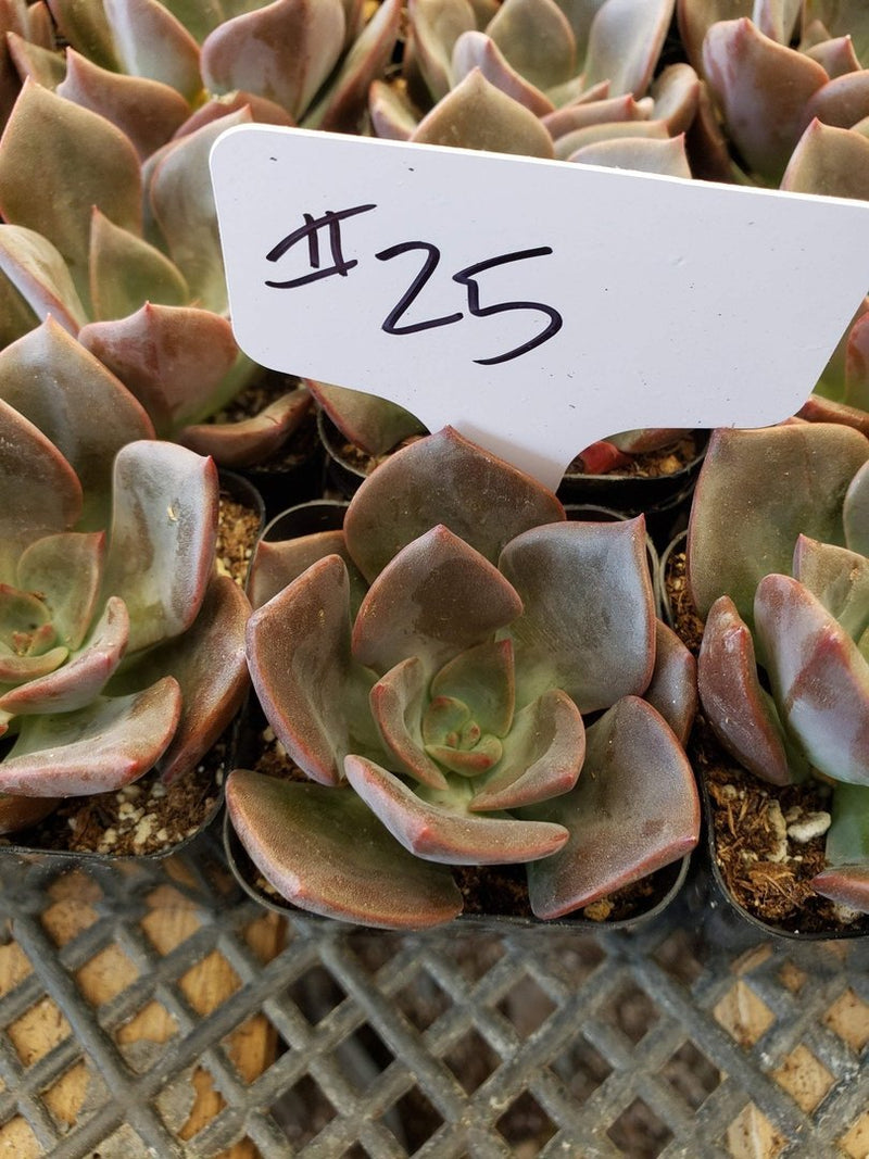 #25 Echeveria hybrid