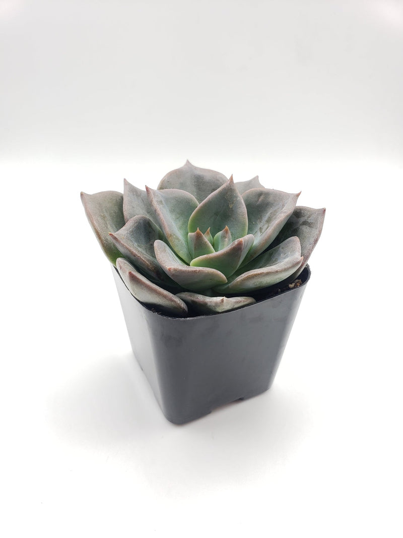 #25 Echeveria hybrid