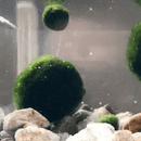 Live Marimo Moss Ball Aquarium 6PCS Set Kokedama Ball for 20 Gallon Aquarium