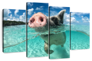 Swimming Pig Wall Art
