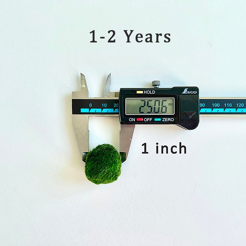 Marimo Moss Balls For Aquarium 5PCS Multiple Size Moss Ball Aqua Plant Pet Bulk Sale - Kokedama Japanese Algae Ball Wholesale