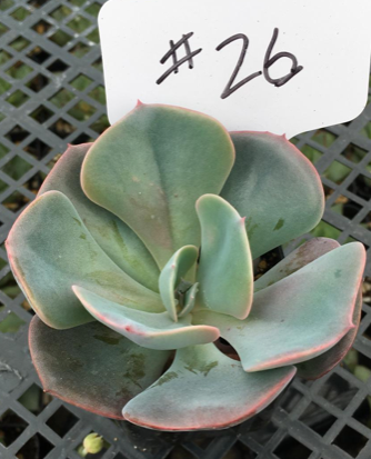 #26 Echeveria hybrid