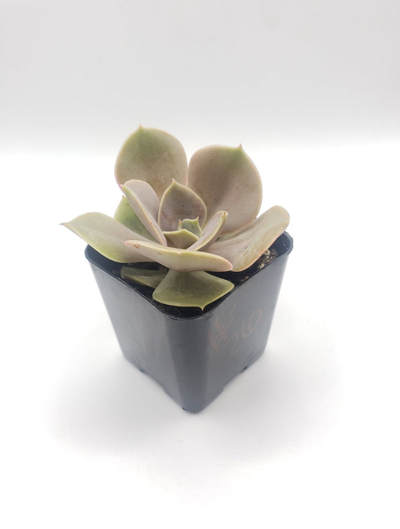 #26 Echeveria hybrid