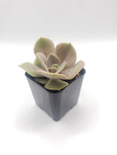 #26 Echeveria hybrid